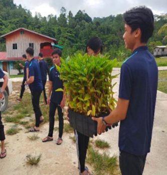 editeditpic24 Nauclea Orientalis seeds to be planted in Kg Tataluan and Kg Bangau.